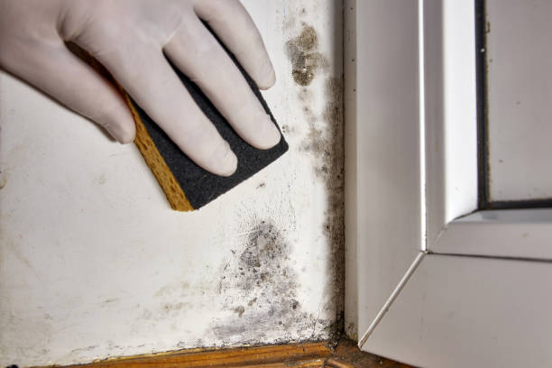 Best Mold Documentation for Insurance Claims  in Golf Manor, OH